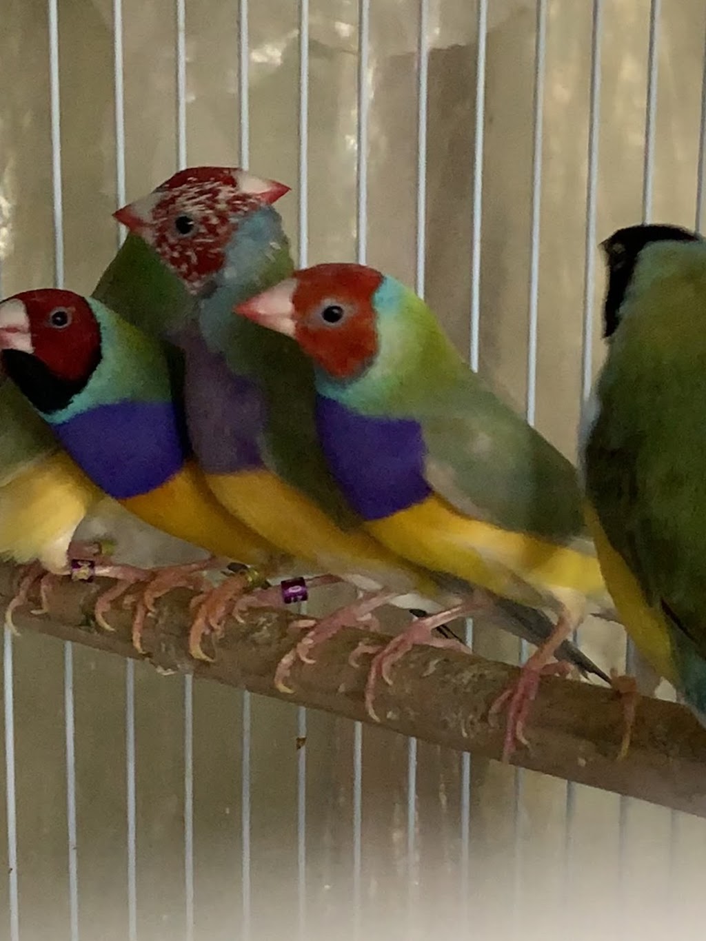 Toronto Gouldian Finches | 168 Aylesworth Ave, Scarborough, ON M1N 2J6, Canada | Phone: (306) 850-4813