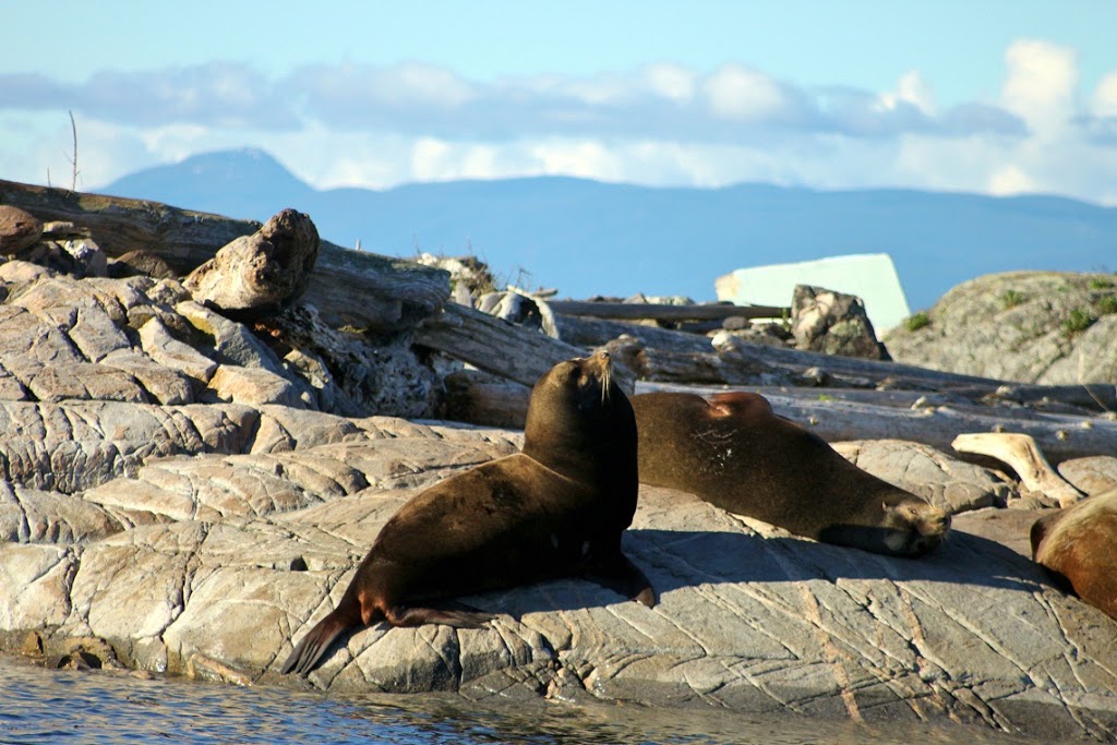 Haida Gold Ocean Adventures | Fairwinds Marina, 3521 Dolphin Dr, Nanoose Bay, BC V9P 9K1, Canada | Phone: (250) 821-3309