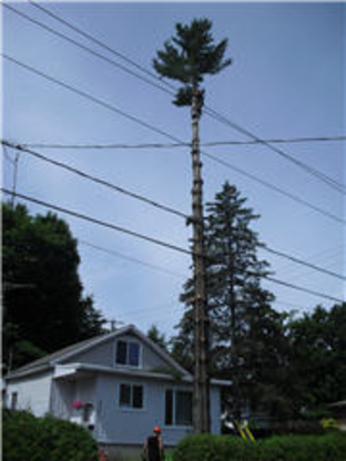 Arboriculture Lapointe | 271 Rue Montcalm, Saint-Colomban, QC J5K 2N3, Canada | Phone: (450) 602-4386