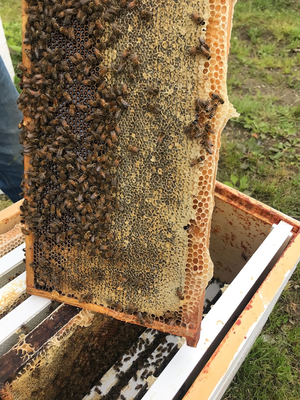 father‘s honeybee farm | 1093 216 St, Langley, BC V2Z 1R3, Canada | Phone: (778) 951-2105