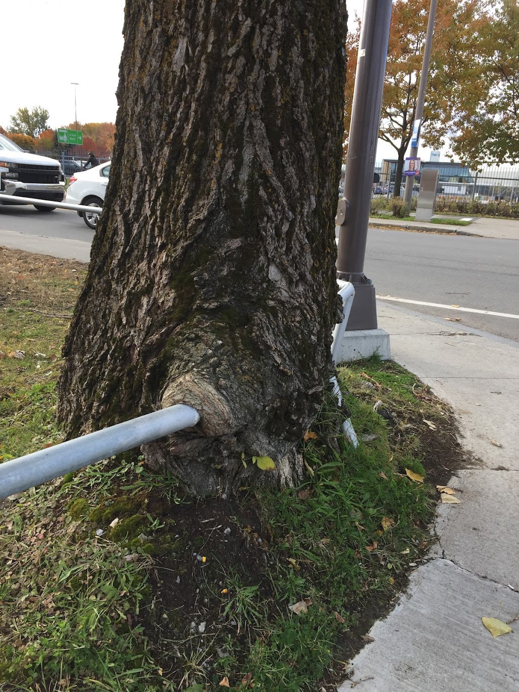 Gestion Arboriculture | 1934 Av. Lapierre, Québec, QC G3E 1L6, Canada | Phone: (581) 997-5958