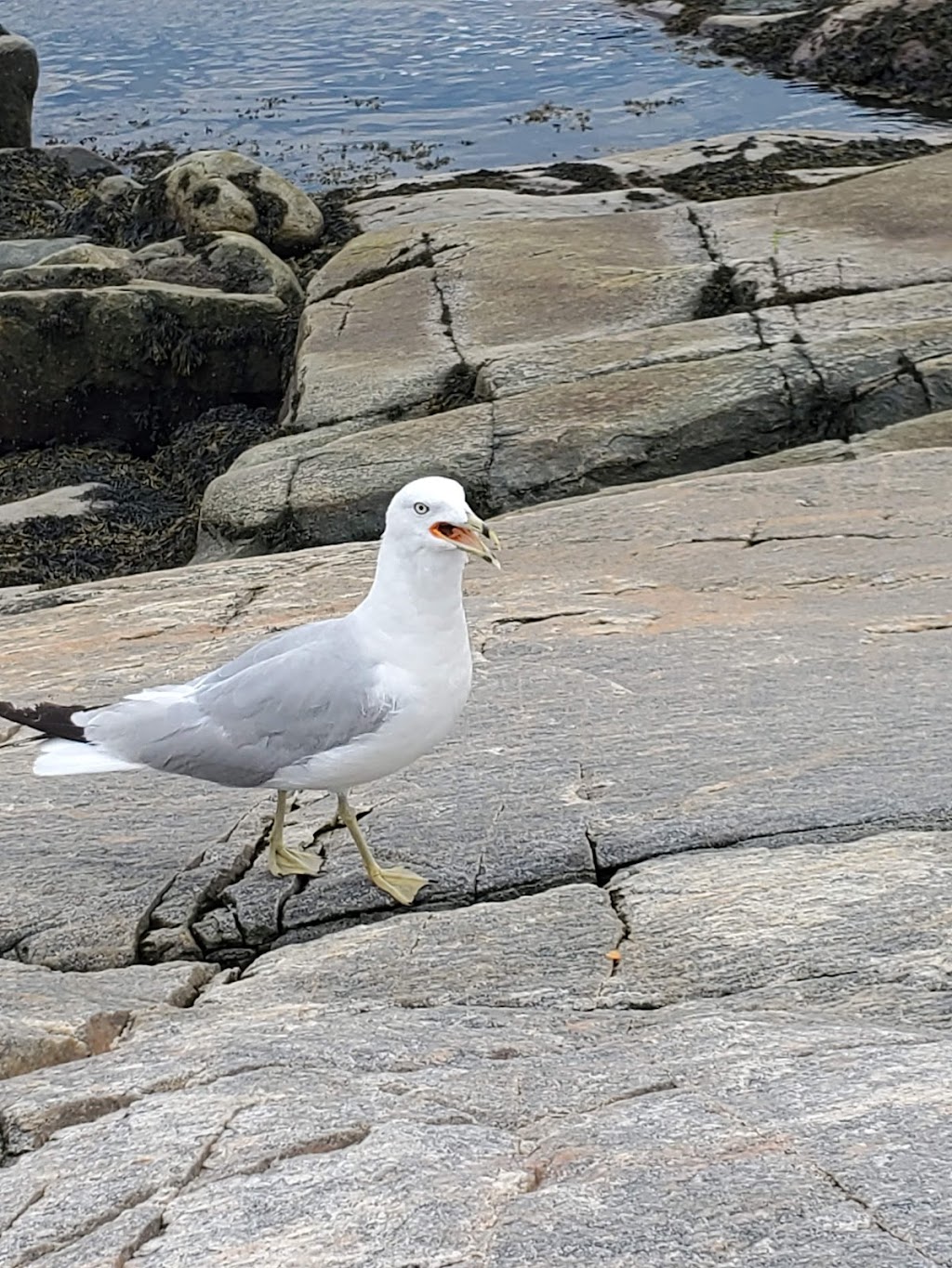 Islet Point | 150 Rue du Parc, Tadoussac, QC G0T 2A0, Canada | Phone: (450) 803-5984