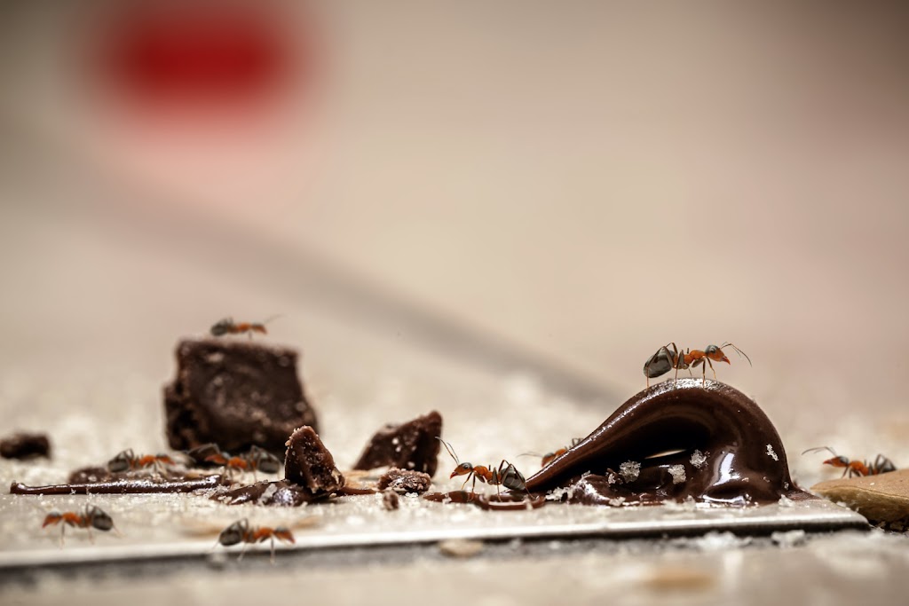 Essen Pest Control Vancouver | Pest Exterminators | 6515 128a St, Surrey, BC V3W 9P4, Canada | Phone: (416) 817-7378