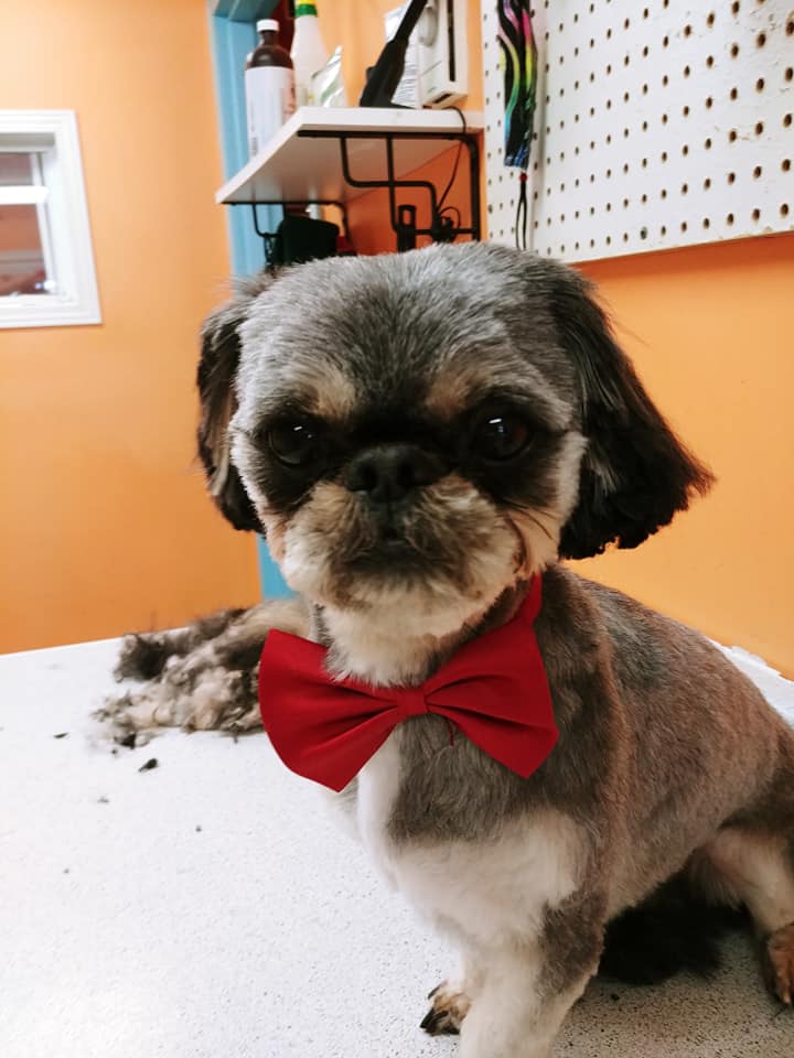 Hot Doggies Grooming Salon | 347 Pido Rd Unit #7, Peterborough, ON K9J 6X7, Canada | Phone: (705) 243-9692