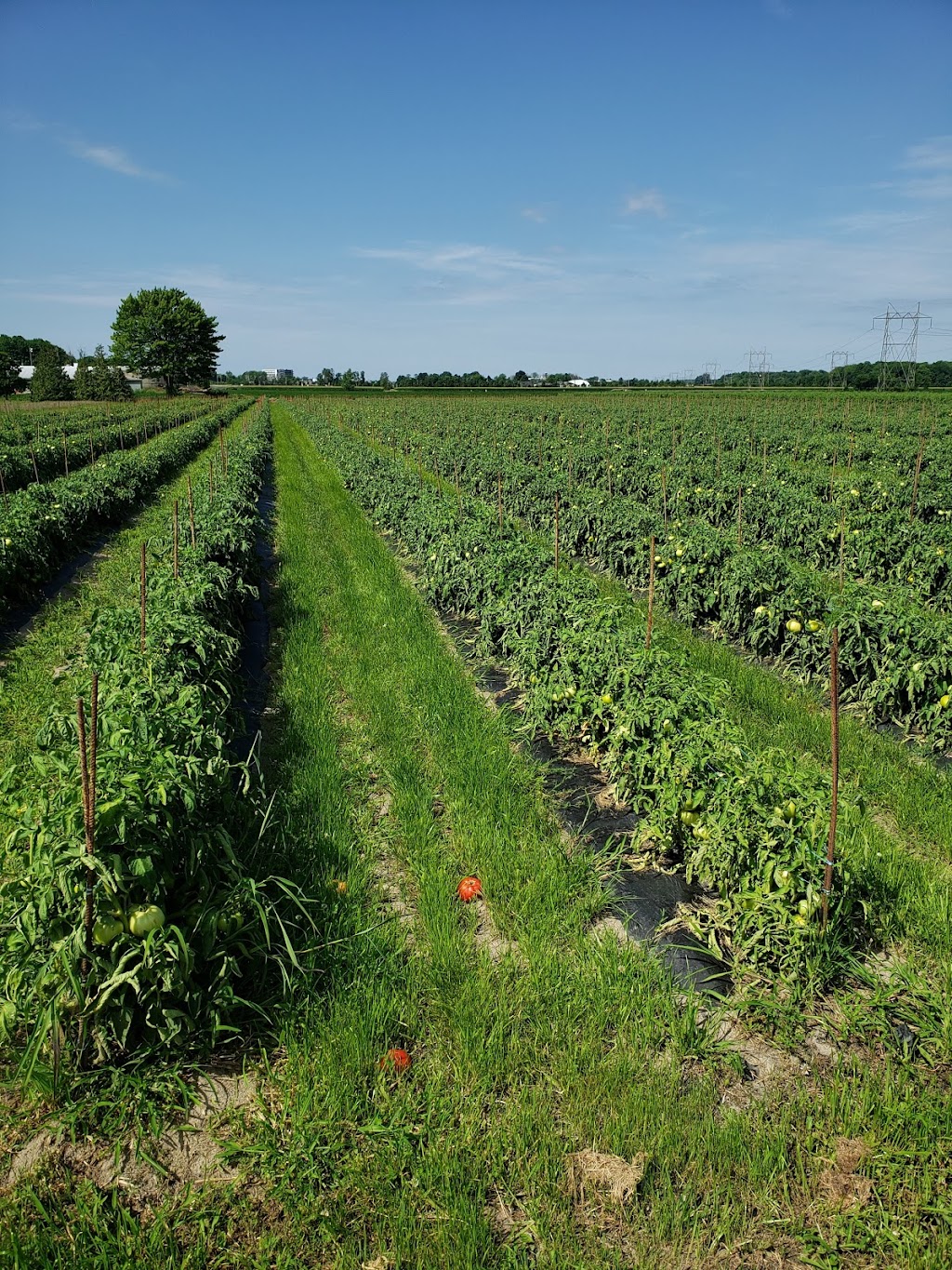 Hubert Sauvé Farm | 140 Rang du Milieu, Salaberry-de-Valleyfield, QC J6S 0E7, Canada | Phone: (450) 373-2979