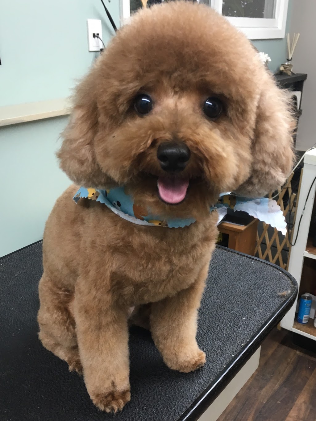 Ruff Hair Dayz Dog Salon | 16924 32 Ave, Surrey, BC V3Z 1C7, Canada | Phone: (604) 541-3647