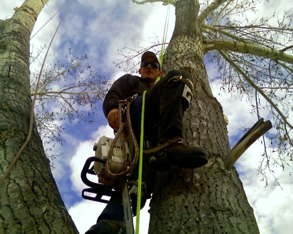 Tomrens Tree Services | No street address, Calgary, AB T2K 6J8, Canada | Phone: (403) 561-7194