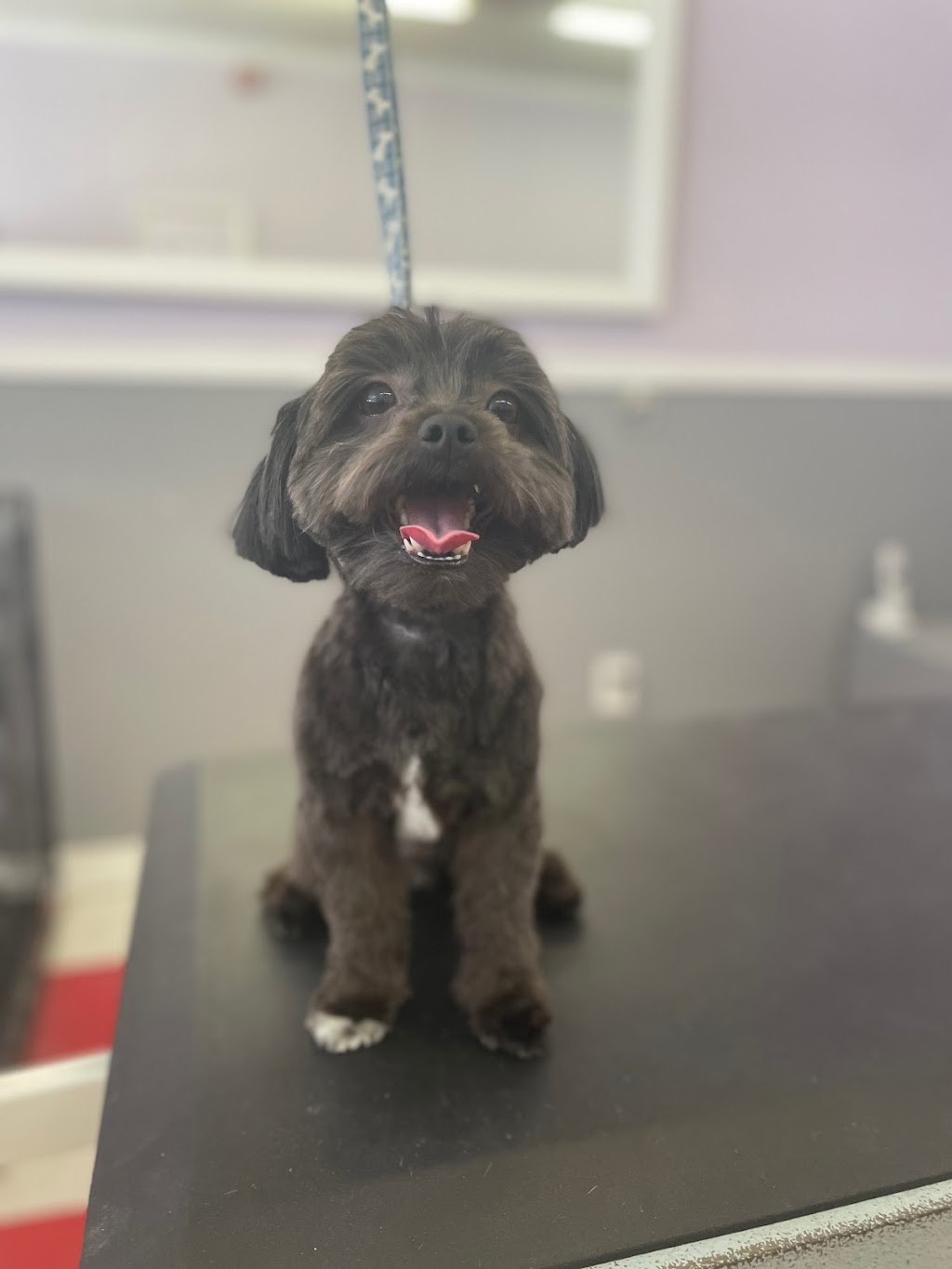 Urban Tails Pet Grooming Inc. | 5308 Hwy 7, Woodbridge, ON L4L 1T3, Canada | Phone: (905) 851-8949