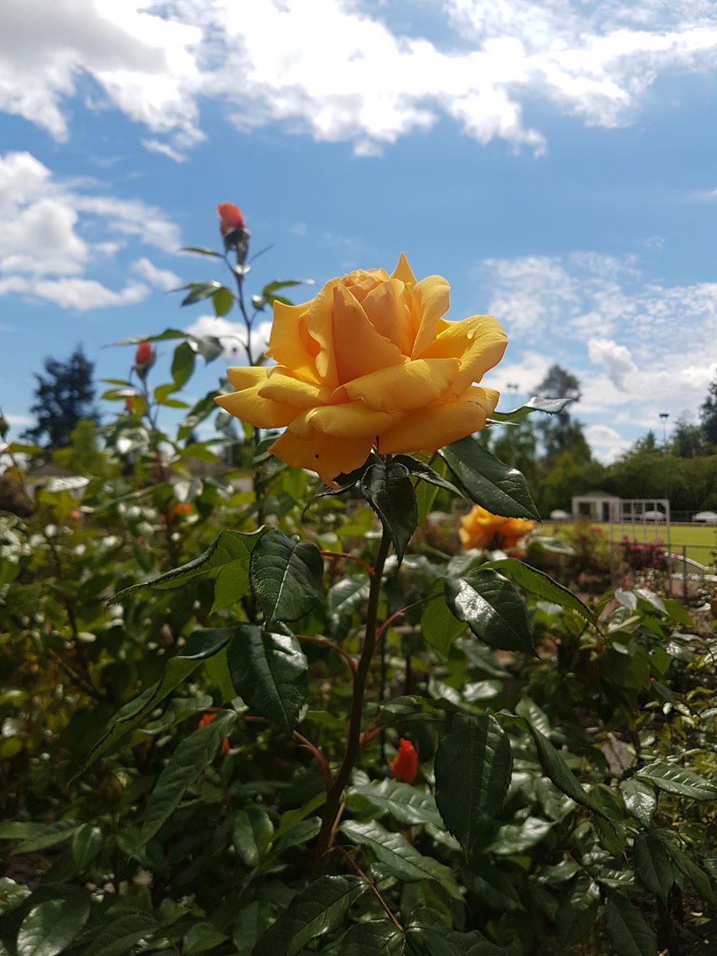 Centennial Rose Garden | Coquitlam Lawn Bowling, 640 Poirier St, Coquitlam, BC V3J 6B1, Canada | Phone: (604) 927-6300