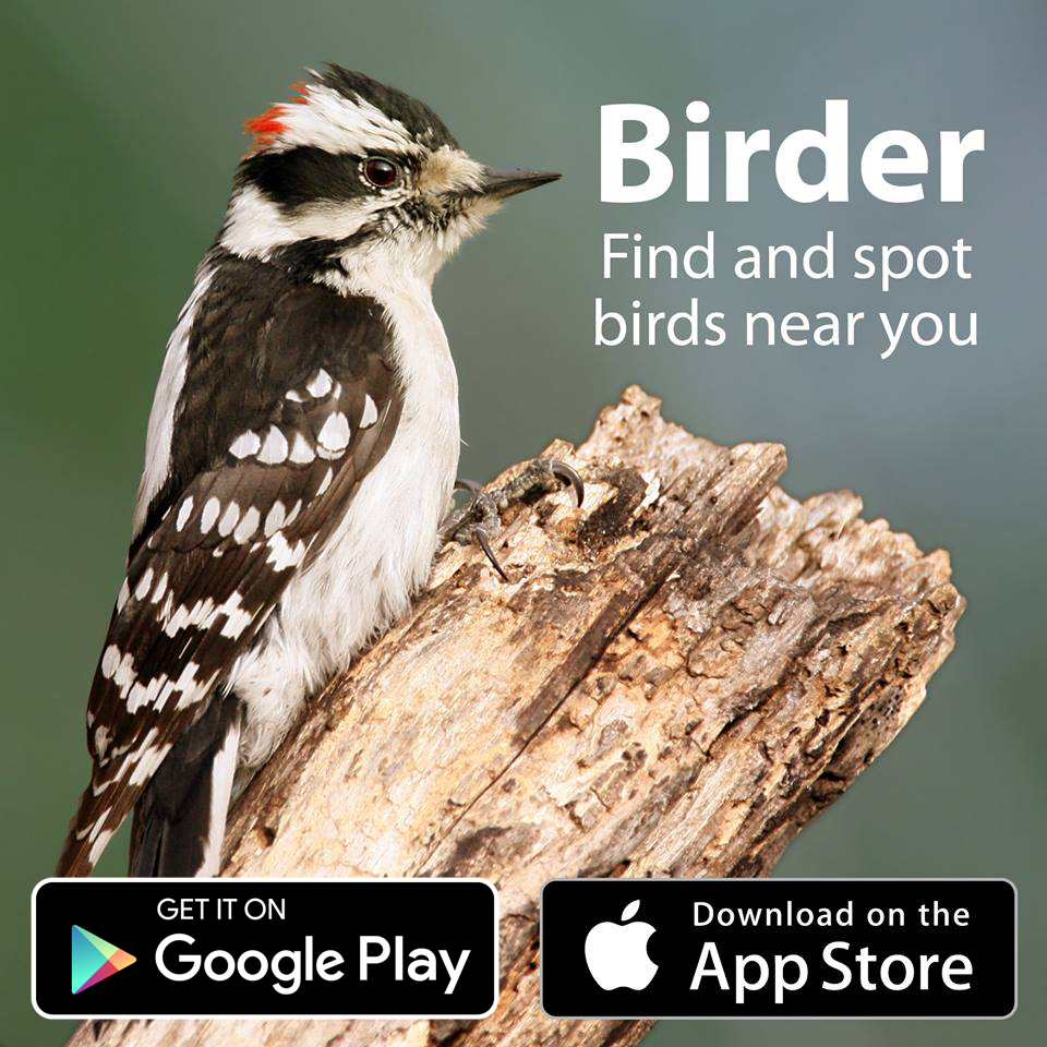 Birder | 9330 Rue Basile-Routhier, Montréal, QC H2M 1T8, Canada | Phone: (514) 503-7563