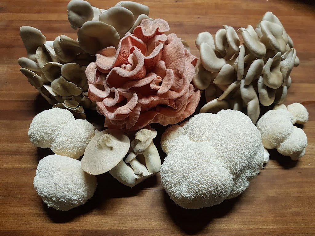 Gourmet Mushrooms Paisley | 3506 Bruce County Rd 3, Paisley, ON N0G 2N0, Canada | Phone: (519) 386-6557