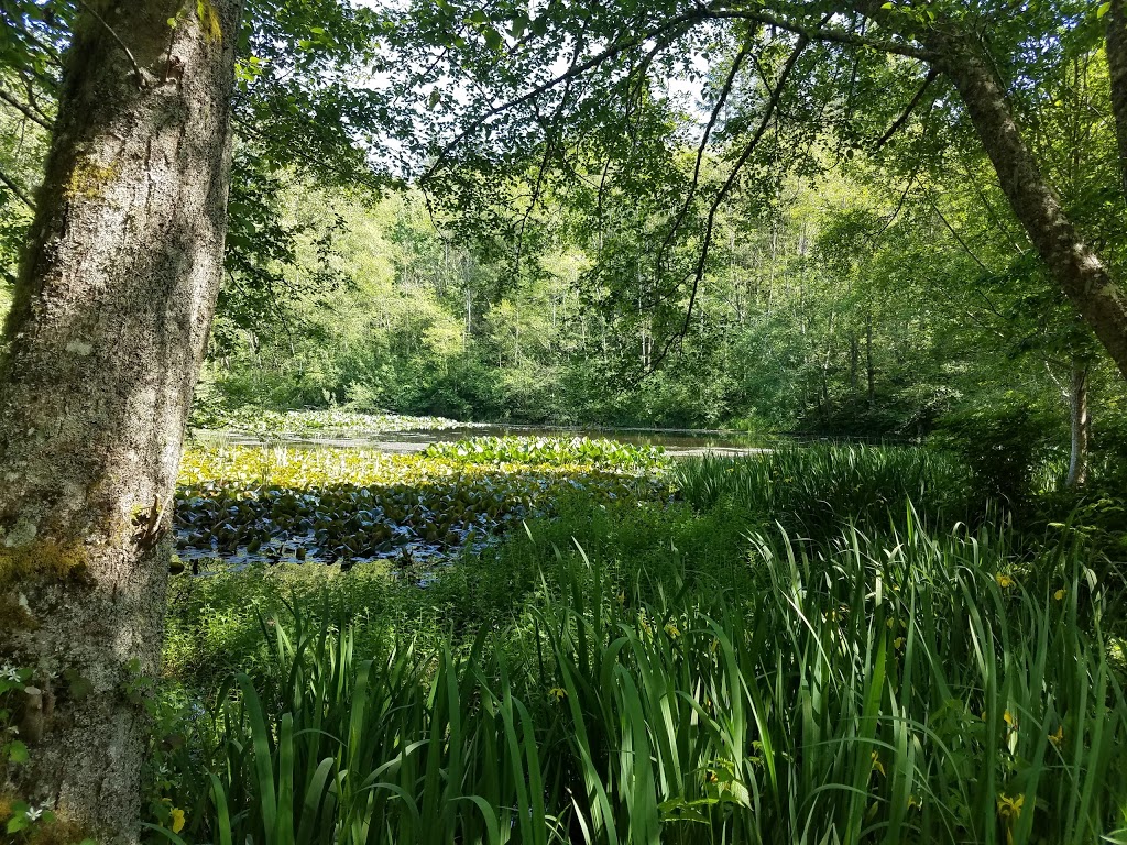 Hoags Pond | Broad St, Bellingham, WA 98225, USA