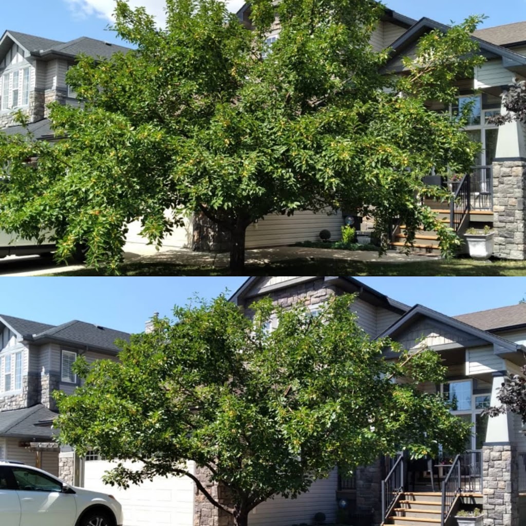 Mountain Country Tree Care | 67 Knight Pl, Crossfield, AB T0M 0S0, Canada | Phone: (403) 836-5765