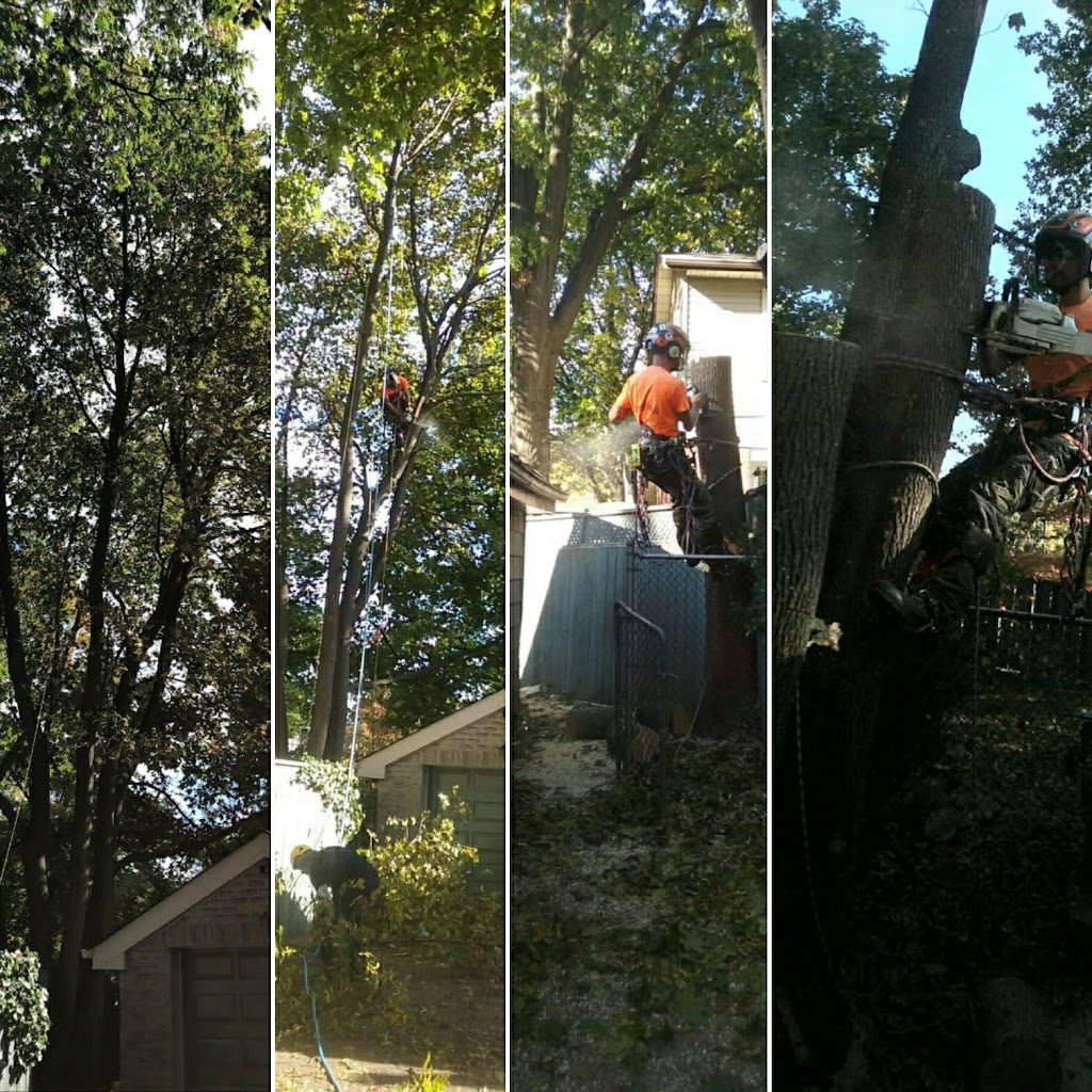 Toronto Tree Guys Inc. | 3190 Kingston Rd #72, Scarborough, ON M1M 1P5, Canada | Phone: (647) 390-9223