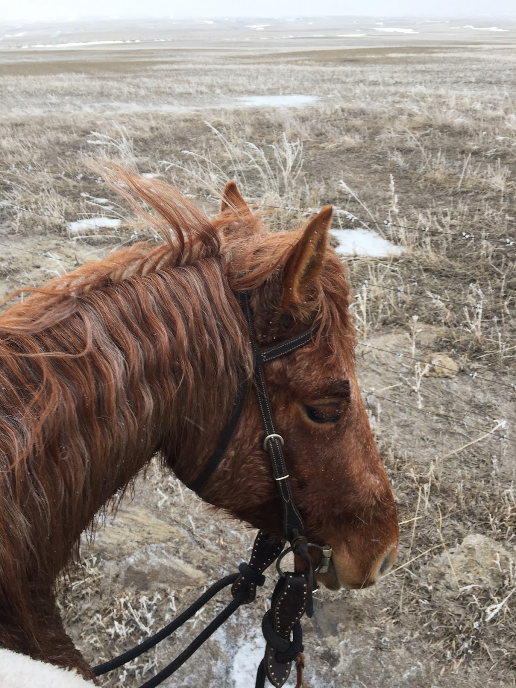 3R Horsemanship | Twp Rd 4-0 175045, Warner, AB T0K 2L0, Canada | Phone: (403) 795-2842