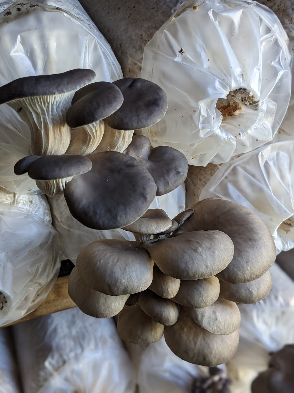 Sunrise Mushrooms Ltd | 27777 Quinton Ave, Abbotsford, BC V4X 1J7, Canada | Phone: (604) 802-6152