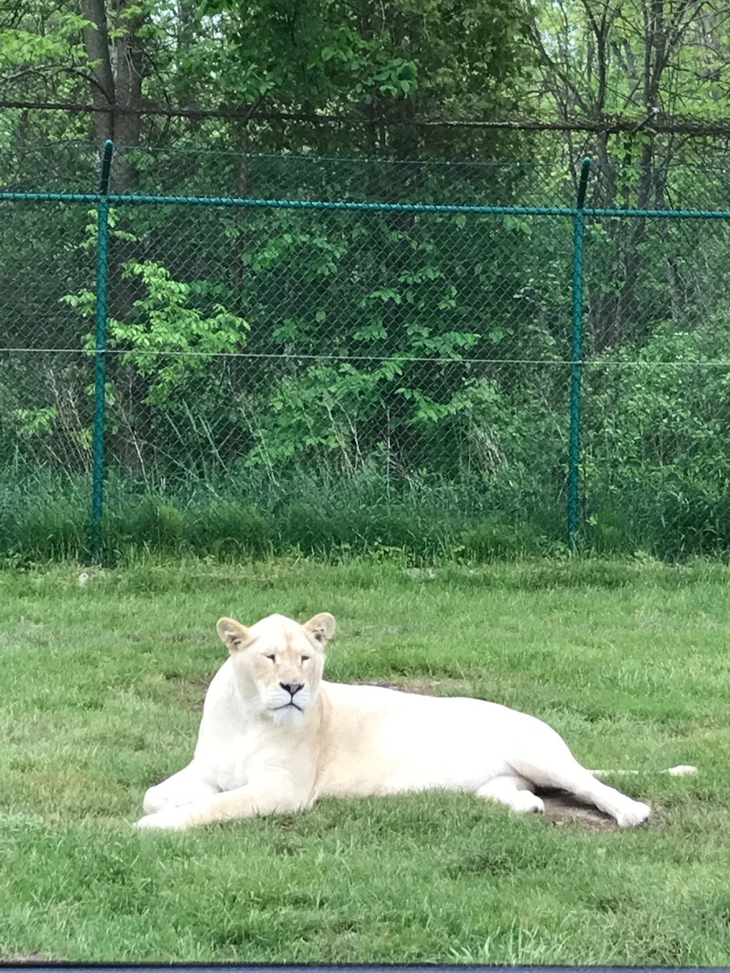 African Lion Exhibit | Fort Erie, ON, Canada