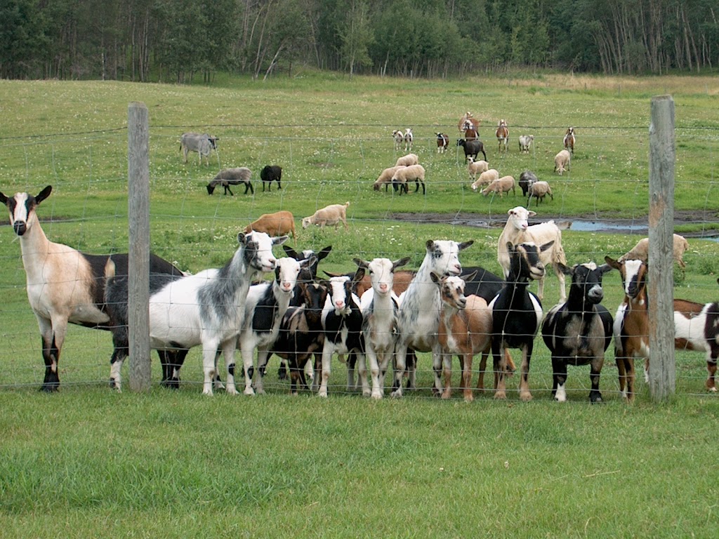 Thistle Hill Farm Petting Zoo & Pony Rides | 22137 AB-21, Hay Lakes, AB T0B 1W0, Canada | Phone: (780) 878-3344