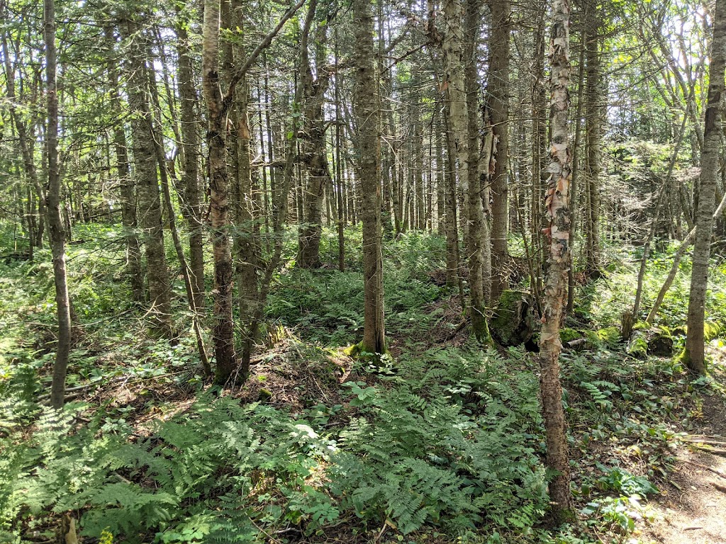 Montagne du Diable Regional Park | 1100 chemin léandre-meilleur, Ferme-Neuve, QC J0W 1C0, Canada | Phone: (877) 587-3882