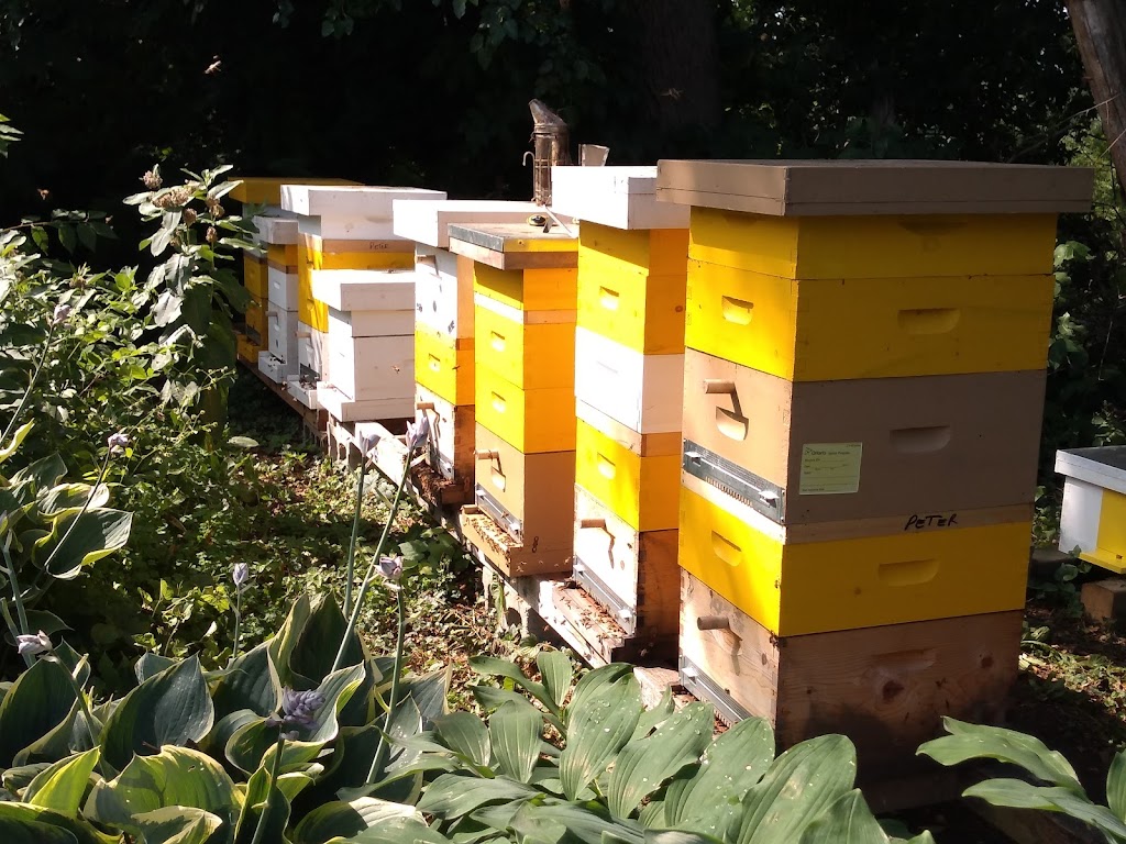 Martindale Apiary | 373 Martindale Rd, St. Catharines, ON L2N 0A3, Canada | Phone: (905) 937-5577