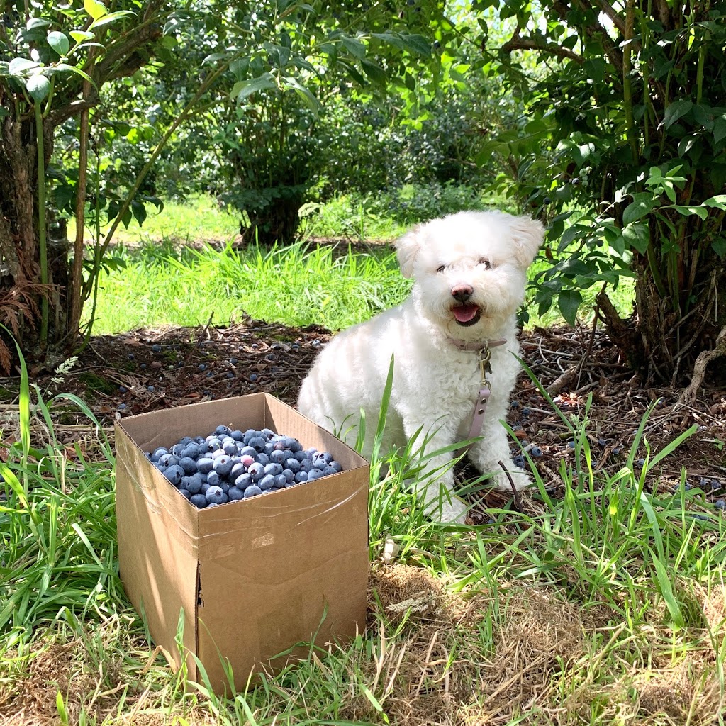 Wellers Blueberry Farm | 26097 84 Ave, Langley City, BC V1M 3N4, Canada | Phone: (604) 856-6817