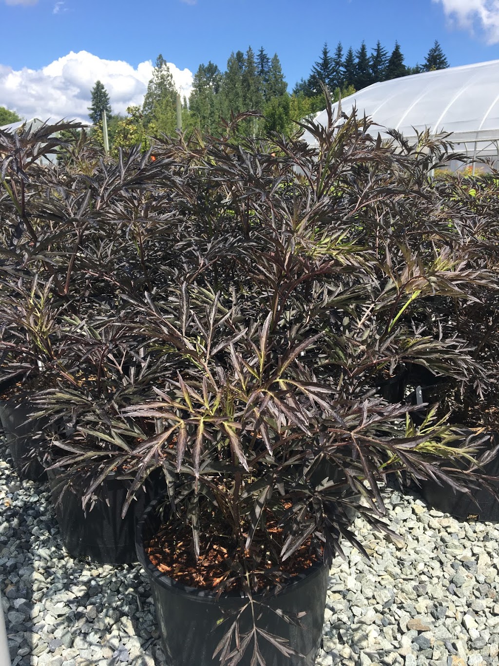 Golden Spruce Nurseries 2009 Ltd. | 23718 72 Ave, Langley City, BC V1M 3K9, Canada | Phone: (604) 881-1141