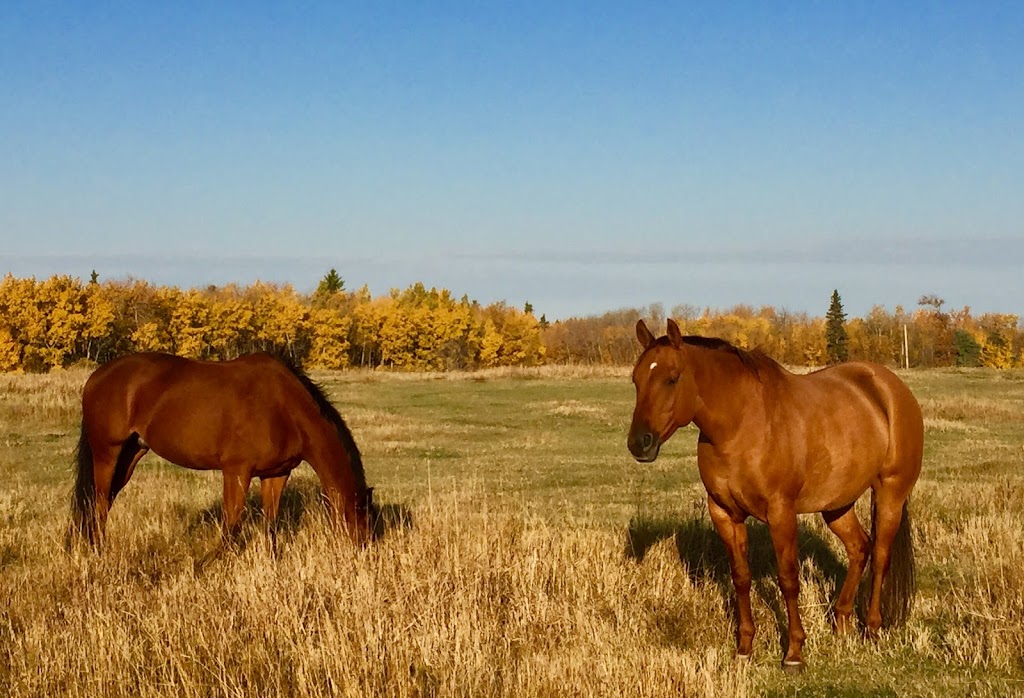 Coronado Stables | 57129 Range Rd 230, Gibbons, AB T0A 1N0, Canada | Phone: (780) 940-2610