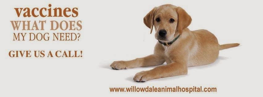 Willowdale Animal Hospital Toronto | 256 Sheppard Ave W, North York, ON M2N 1N3, Canada | Phone: (416) 222-5409
