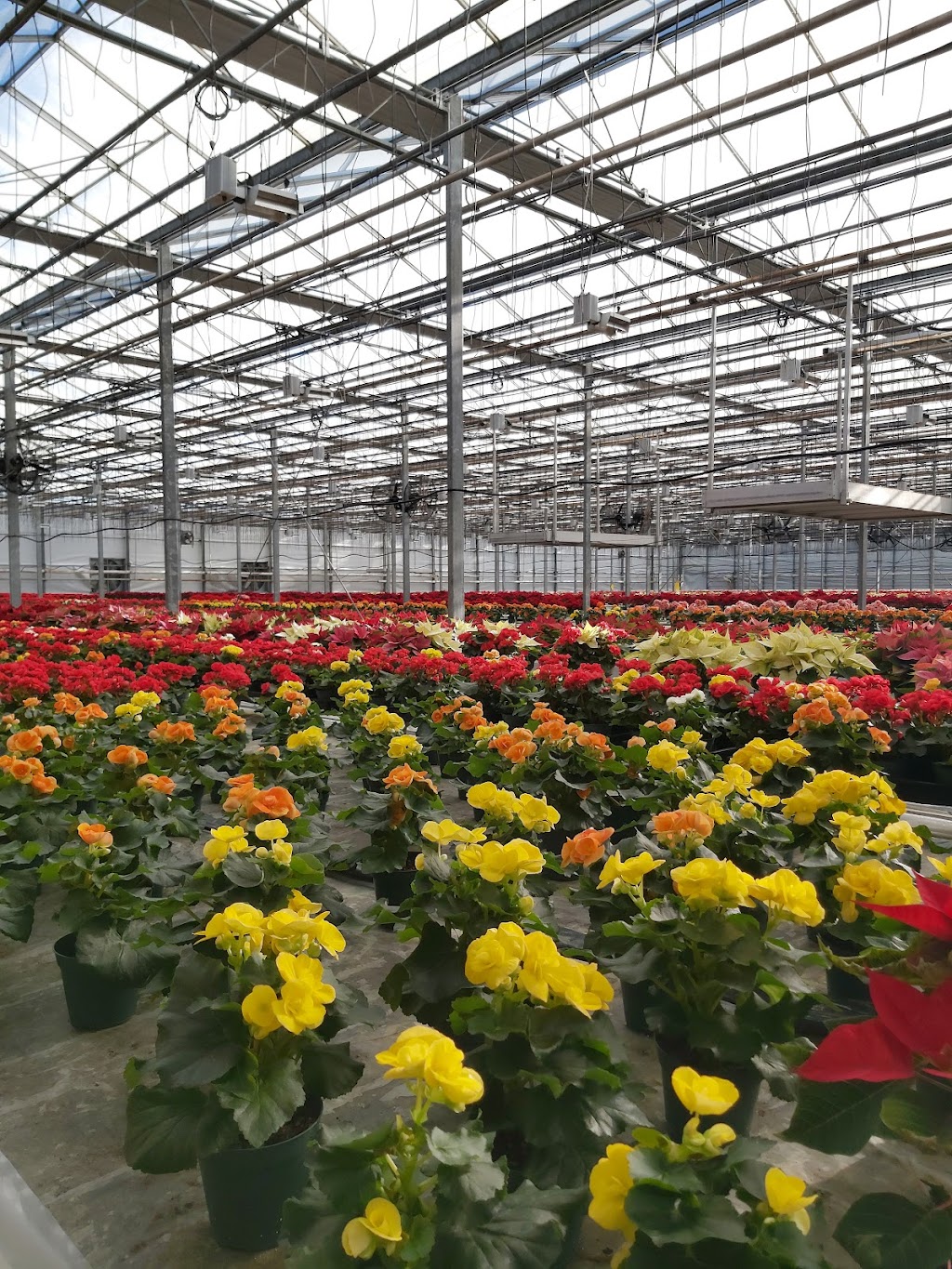 Barjar Greenhouse | 18544 Keele St, Newmarket, ON L3Y 4V9, Canada | Phone: (905) 775-2773