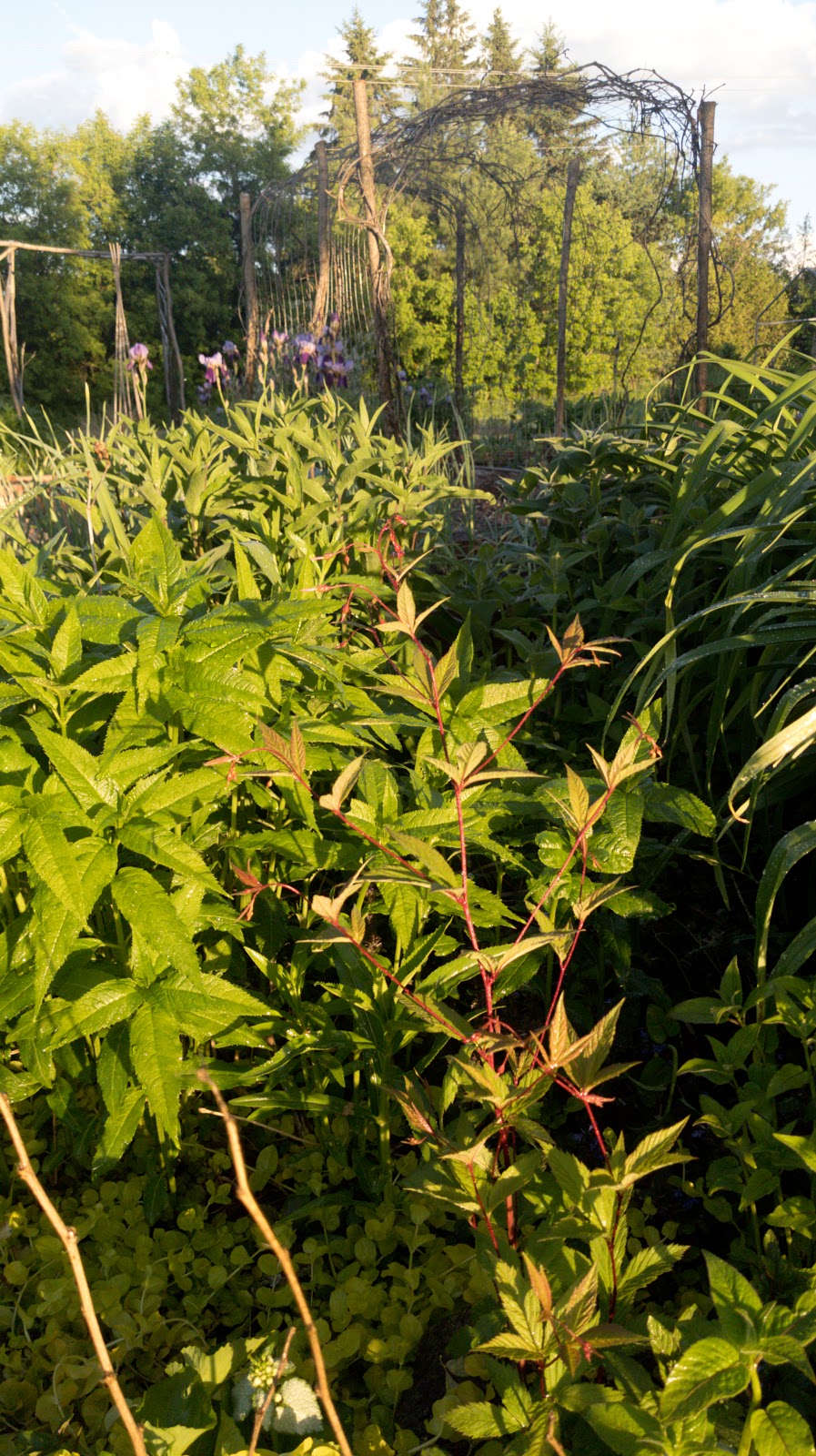 Beaux Arbres Native Plants | 29 Ragged Chute Rd, Bristol, QC J0X 1G0, Canada | Phone: (819) 647-2404