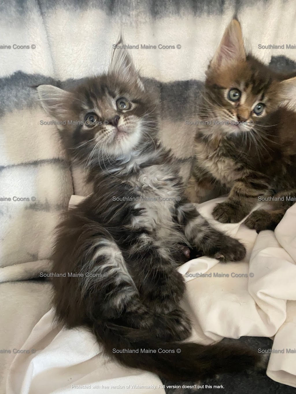 Southland Maine Coons | 365073 AB-761, Stauffer, AB T0M 1W0, Canada | Phone: (403) 844-5419