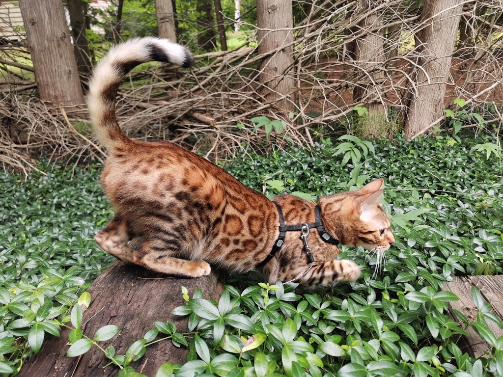 Chat Bengal Cattery // MARIE BENGAL | 12 Place Grenville Nord, Grenville-sur-la-Rouge, Quebec J0V 1B0, Canada | Phone: (819) 242-5382