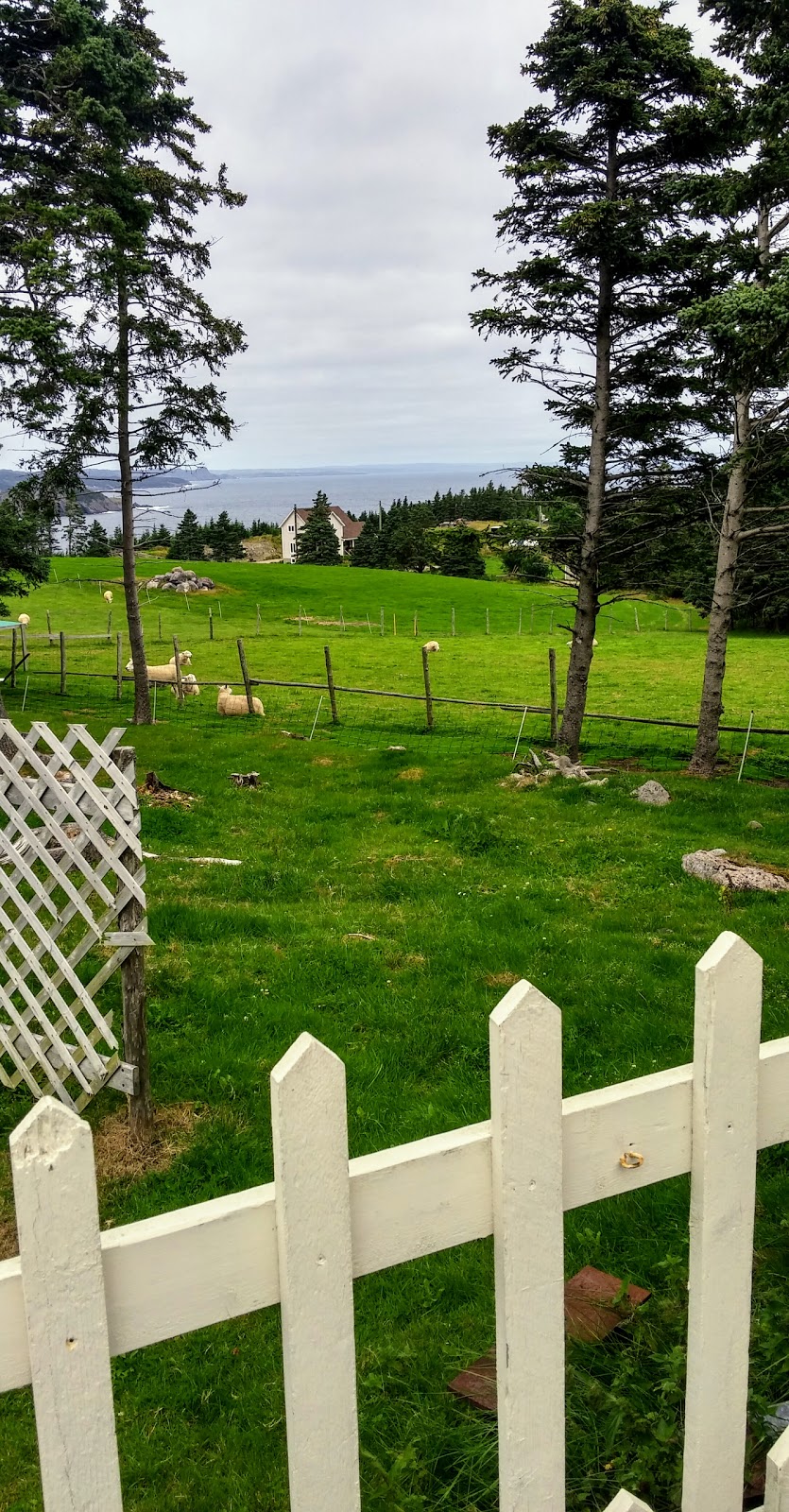 Baynoddy Knitwear,Spinning & Weaving | Fahey Farm, 135 Point Road, Harbour Main-Chapel Cove-Lakeview, NL A0A 1V0, Canada | Phone: (709) 229-6296