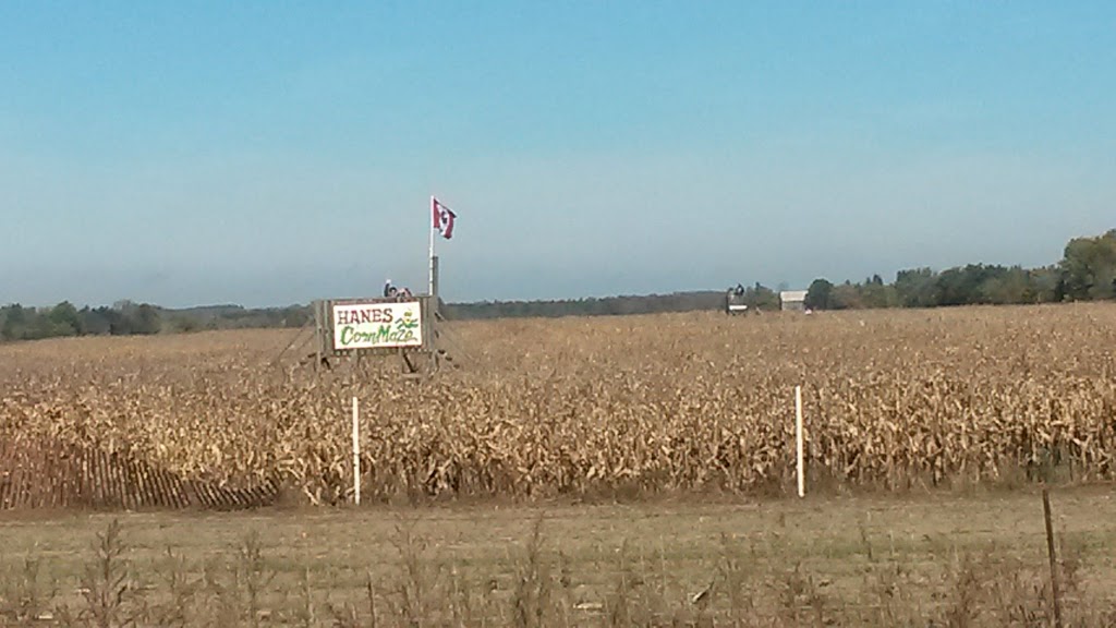 Hanes Corn Maze | 1001 #, ON-5, Dundas, ON L9H 5E2, Canada | Phone: (905) 628-5280