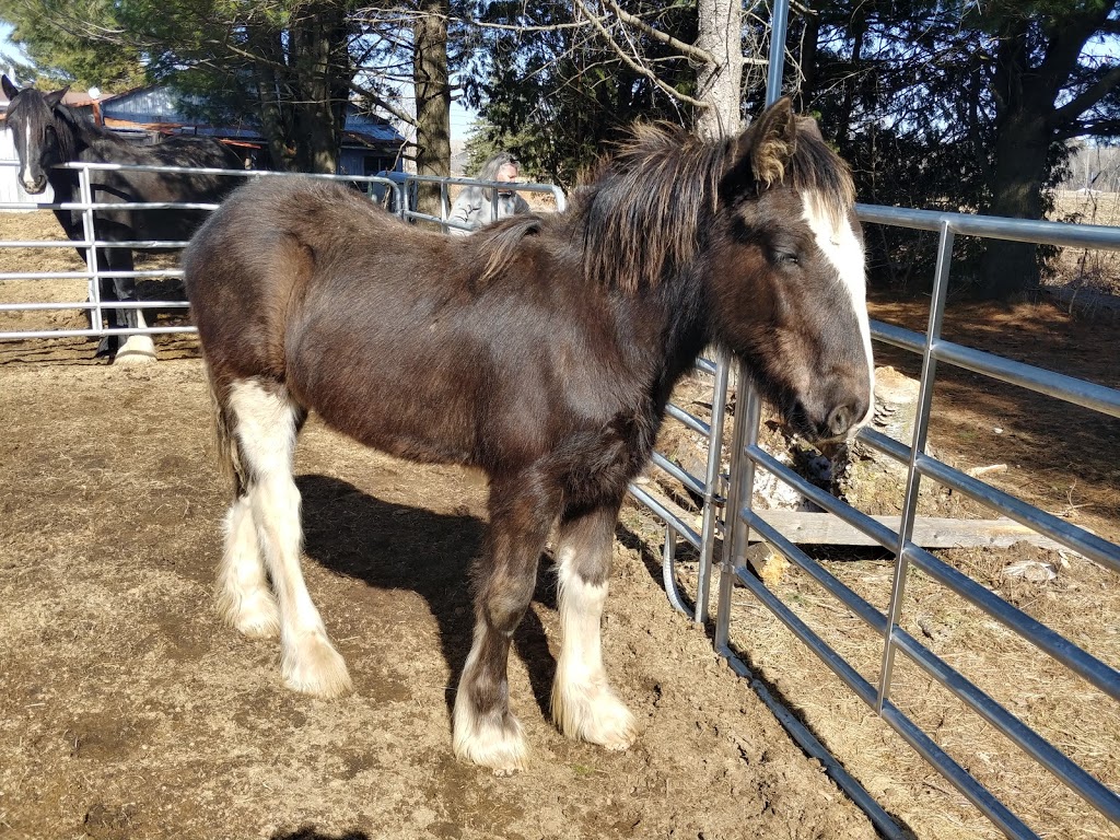 Ranch aux traits carrés | 1131 Rang Montcalm, Saint-Liguori, QC J0K 2X0, Canada | Phone: (438) 923-8173