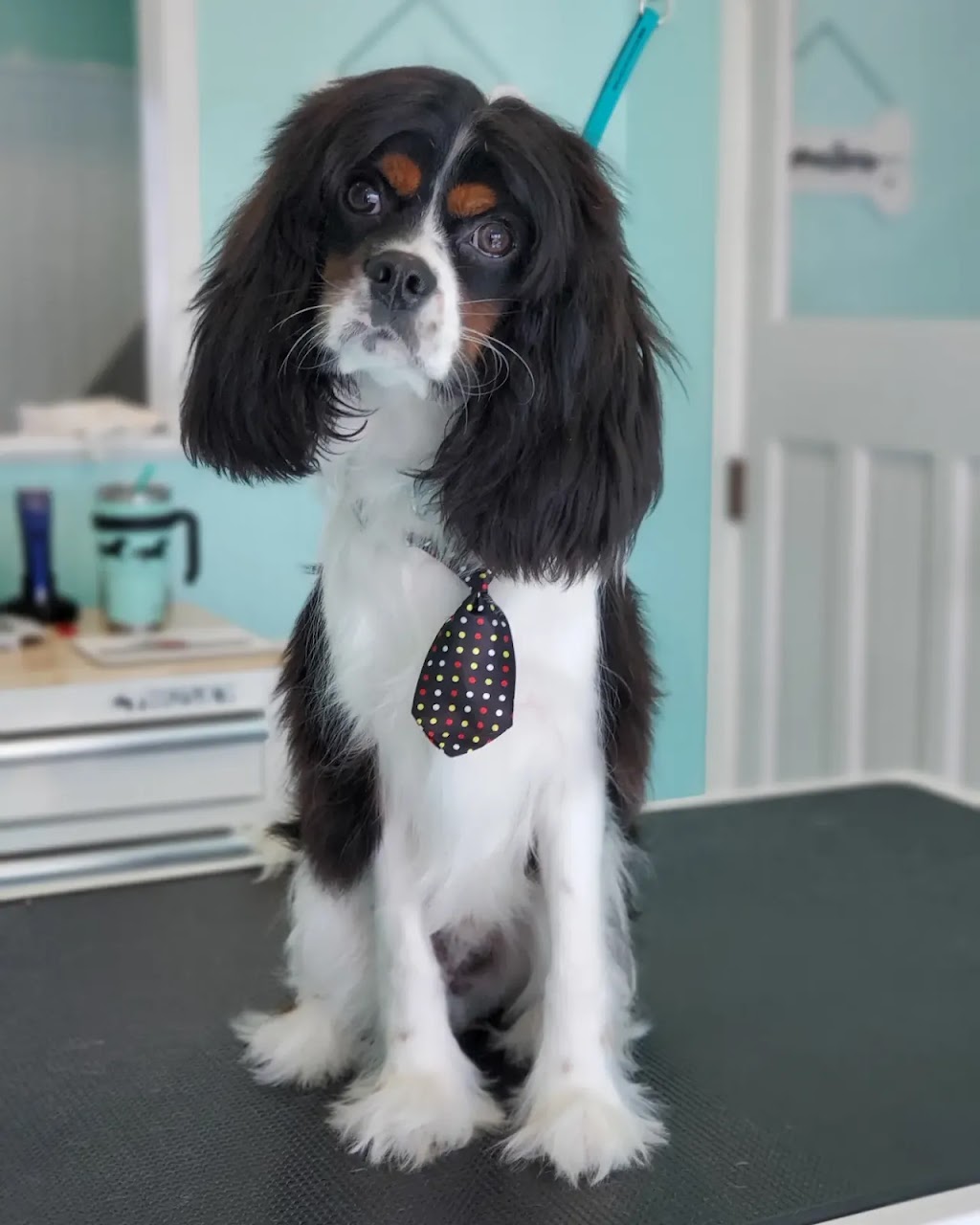 Countryside Dog Grooming | 609 Tice Rd, Fenwick, ON L0S 1C0, Canada | Phone: (905) 347-3649