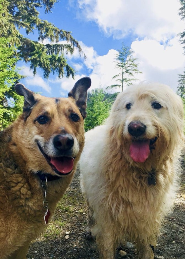 K9 Trekkers | Shawnigan Lake, BC V0R 2W3, Canada | Phone: (250) 516-8052