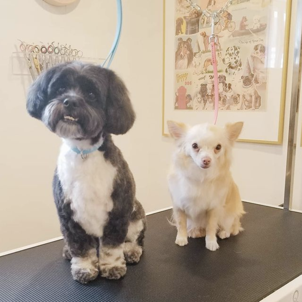 The Tiny Groomer | 2 Janis Ct, Dundas, ON L9H 1S9, Canada | Phone: (365) 324-3033