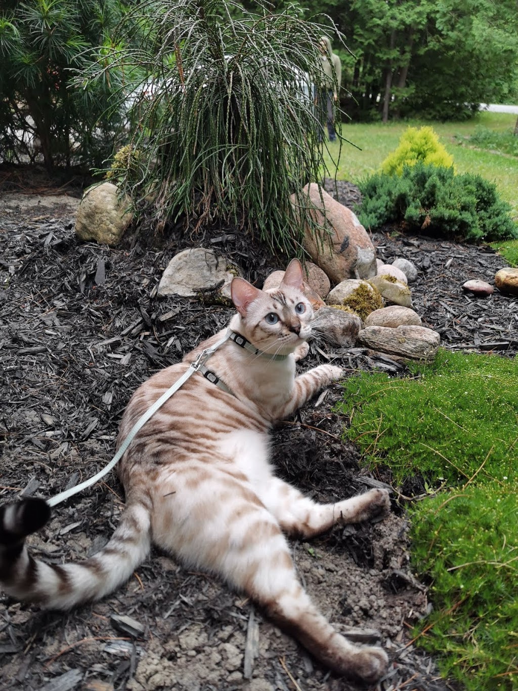 Chat Bengal Cattery // MARIE BENGAL | 12 Place Grenville Nord, Grenville-sur-la-Rouge, Quebec J0V 1B0, Canada | Phone: (819) 242-5382