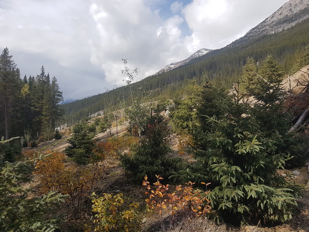 Wildlands Eco Forestry | Box 723, Invermere, BC V0A 1K0, Canada | Phone: (250) 688-4663