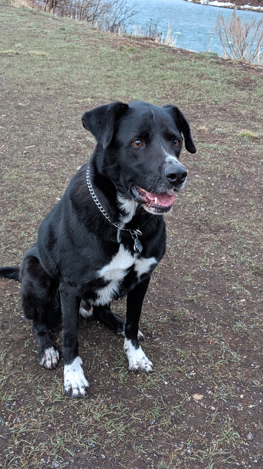 Off-leash Park | Cochrane, AB T4C 2C1, Canada