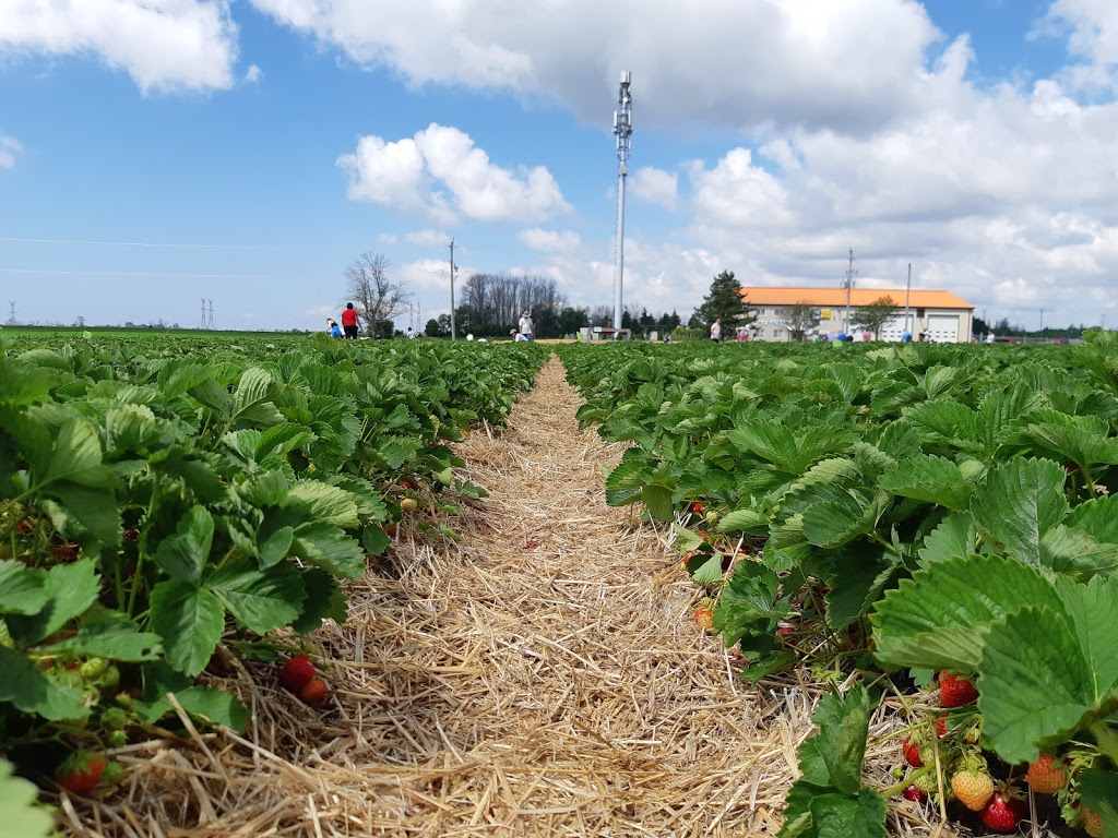 Watson Farm Market | 2287 Durham Regional Hwy 2, Bowmanville, ON L1C 3K7, Canada | Phone: (905) 623-9109