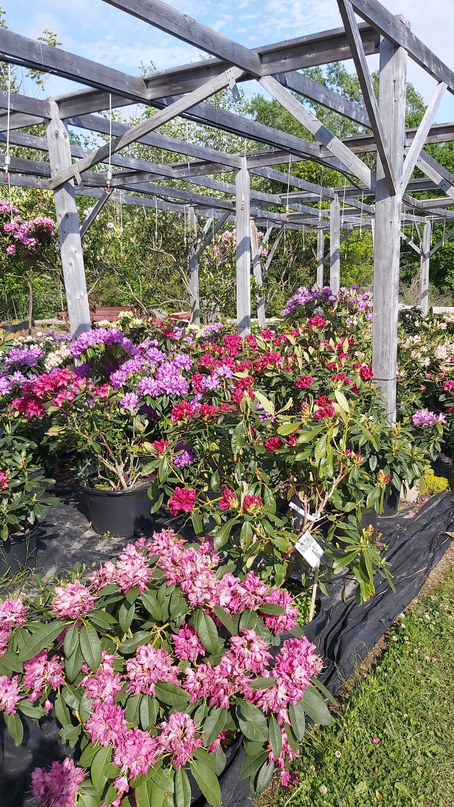 Baldwin Nurseries | 500 Mines Rd, Falmouth, NS B0P 1L0, Canada | Phone: (902) 798-9468