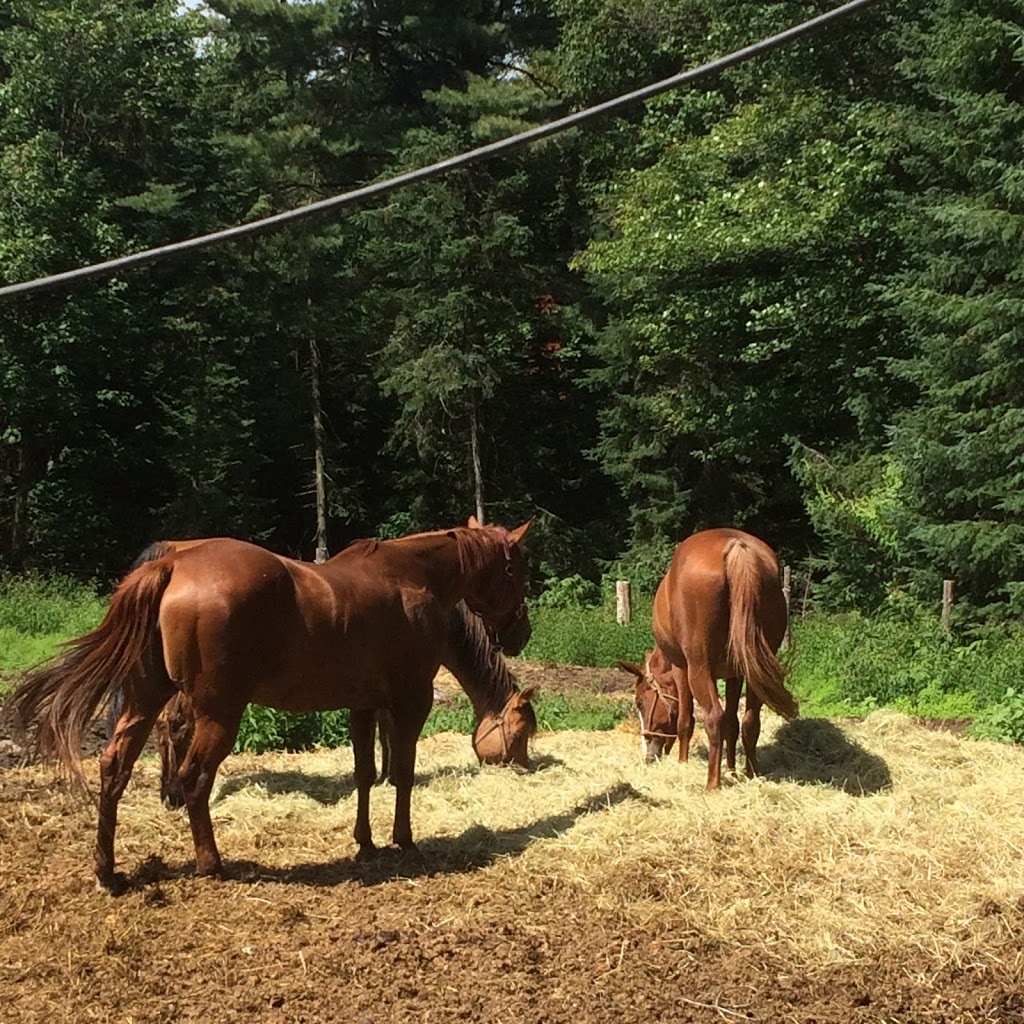 Les Écuries Du Chantecler | 1815 Rue du Mont Blanc, Sainte-Adèle, QC J8B 2Z8, Canada | Phone: (450) 229-7700