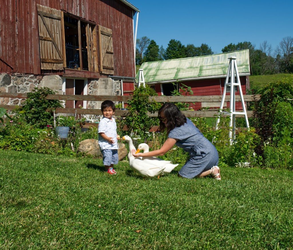 Country Cut Flowers | 970 Millers Sideroad, Newmarket, ON L3Y 4V9, Canada | Phone: (289) 264-3964