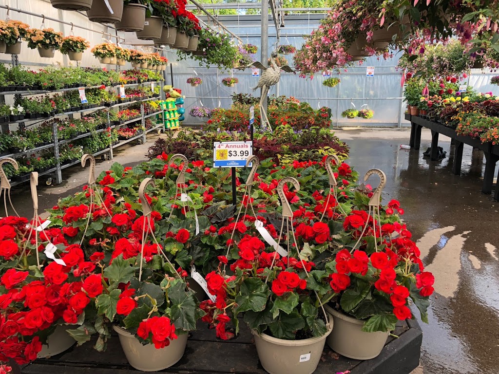 Canadale Nurseries | 269 Sunset Dr, St Thomas, ON N5R 3C4, Canada | Phone: (519) 631-7264