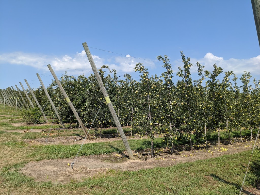 The Fruit Wagon | 793 County Rd 50, Harrow, ON N0R 1G0, Canada | Phone: (519) 738-4819