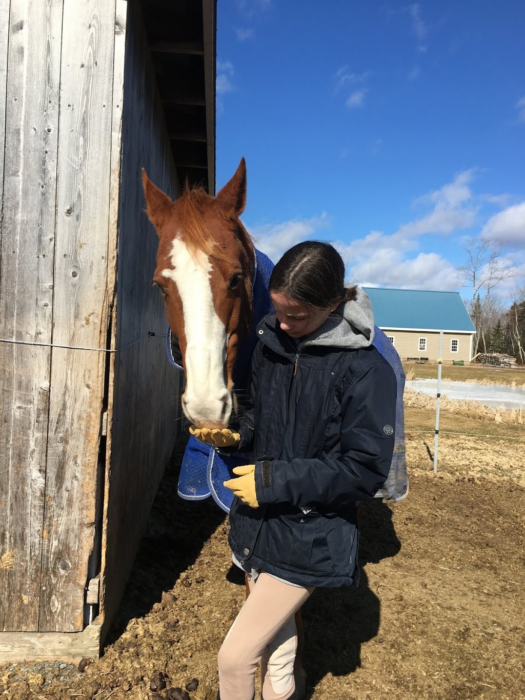 Todd Hill Farm | 6570 Nova Scotia Trunk 2, Enfield, NS B2T 1C3, Canada | Phone: (902) 883-9577