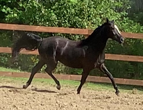 Centre Equestre Evasion | 2005 Chemin Lemire, Sherbrooke, QC J1H 0C5, Canada | Phone: (819) 345-2206