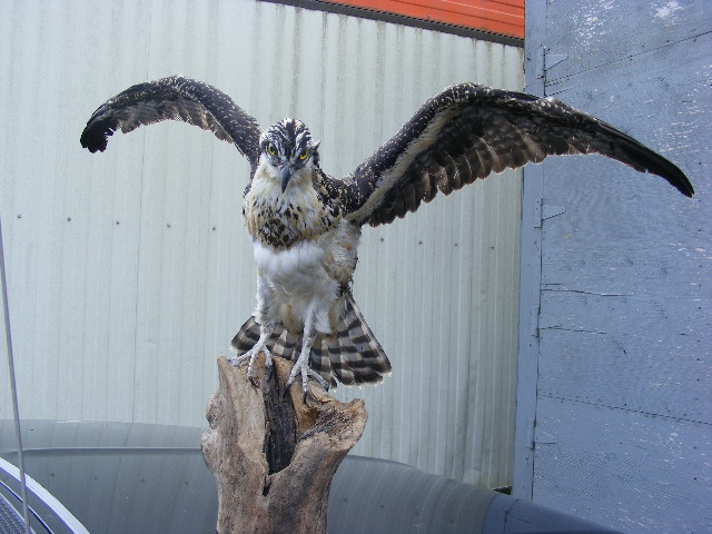 Steve Kulash Taxidermy LTD | River Pl 7261 -205, Mission, BC V4S 0A2, Canada | Phone: (604) 889-7144